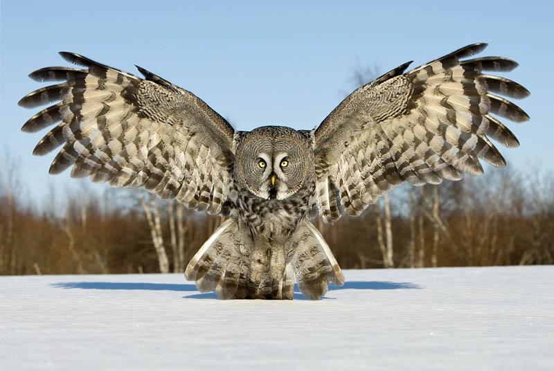 http://twistedsifter.com/2011/11/picture-of-the-day-the-great-grey-owl/